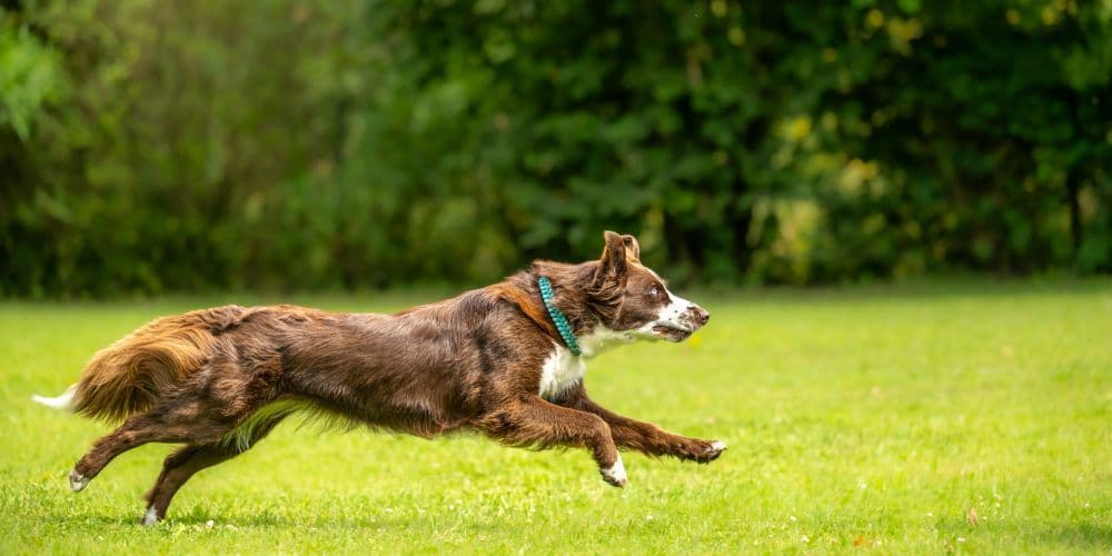 A dog running in the park.